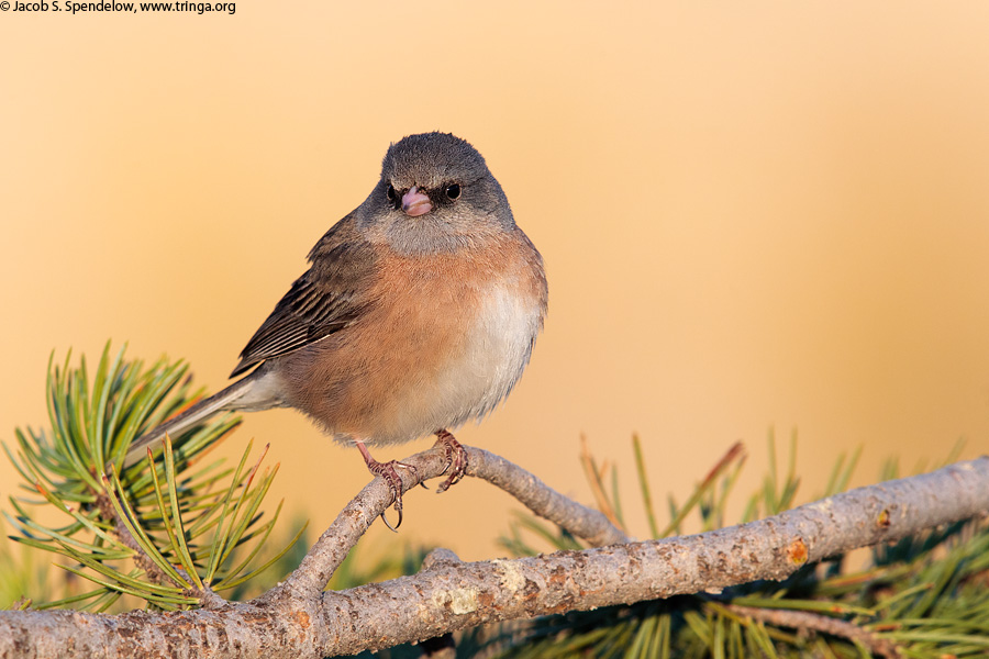 Dark-eyed Junco (Pink-sided Junco)