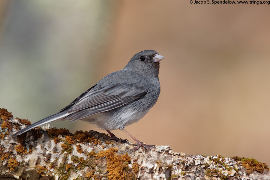 Dark-eyed Junco (Slate-colored Junco)