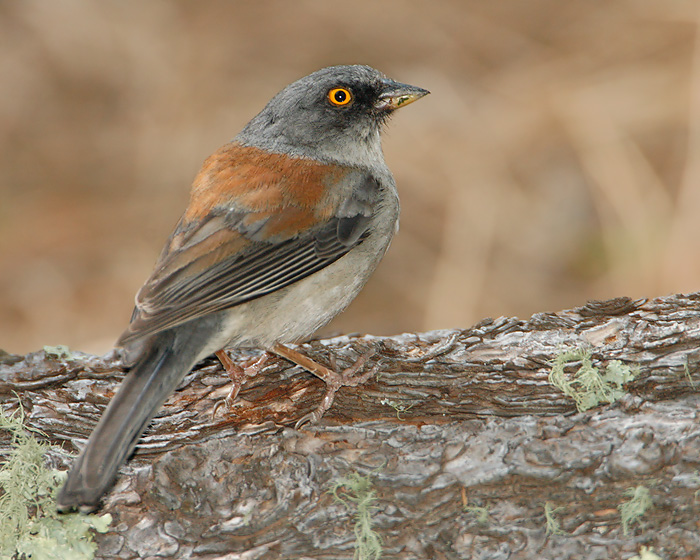 Yellow-eyed Junco