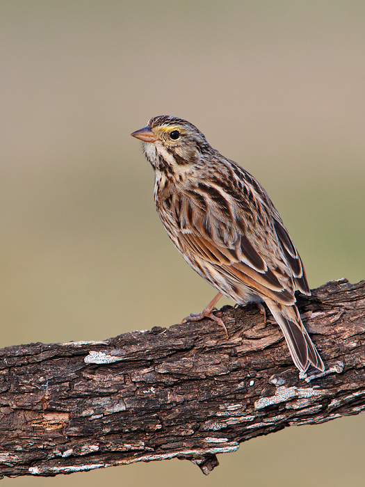 Savannah Sparrow