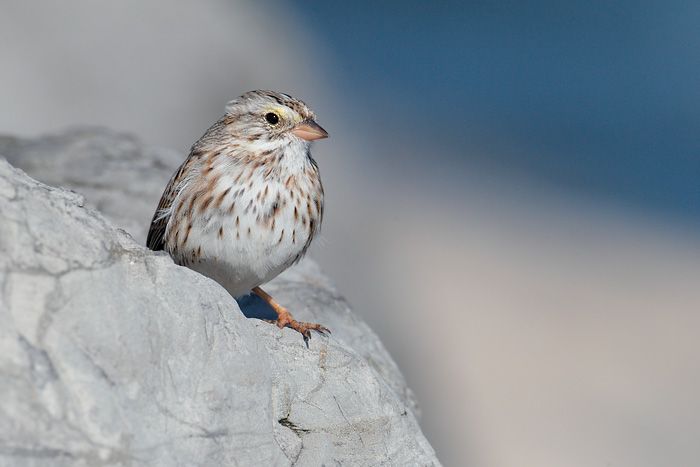 Savannah Sparrow (Ipswich Sparrow)
