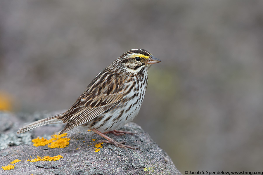 Savannah Sparrow