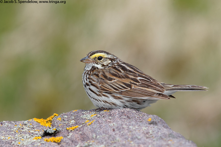 Savannah Sparrow