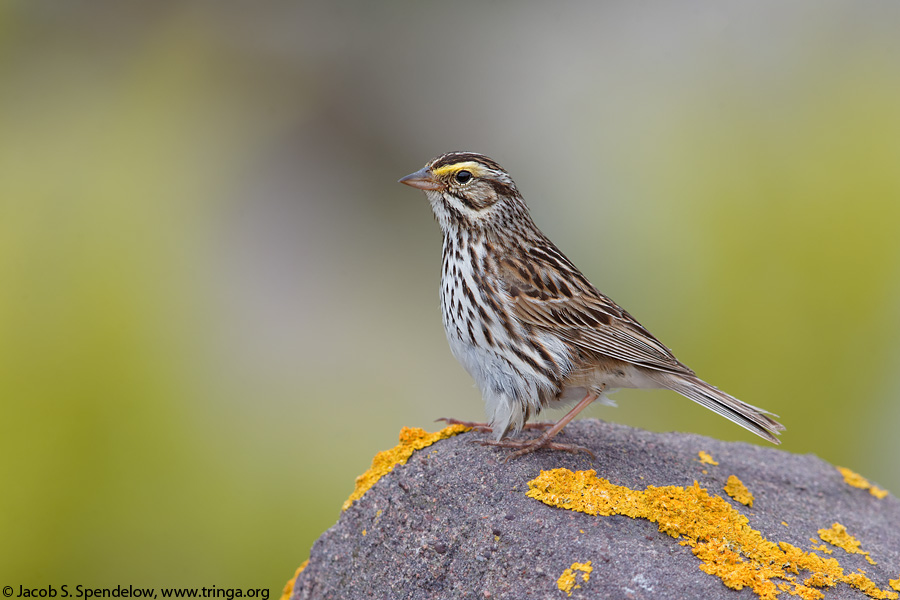 Savannah Sparrow