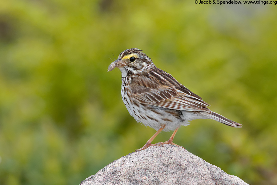 Savannah Sparrow