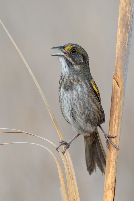 Seaside Sparrow