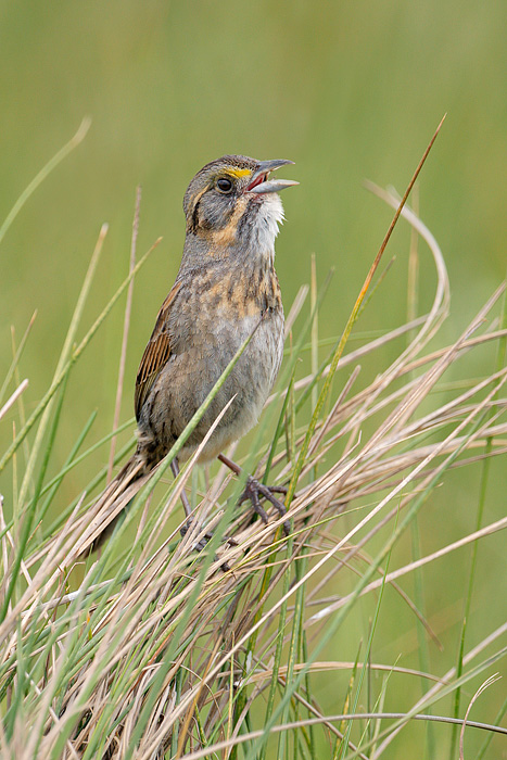 Seaside Sparrow