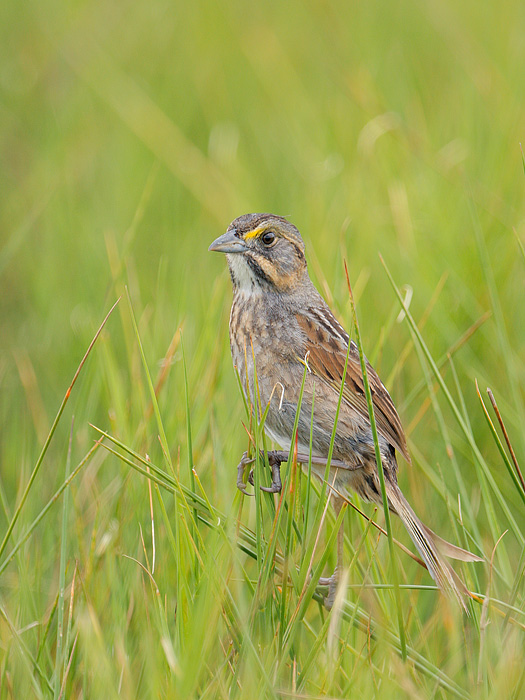 Seaside Sparrow