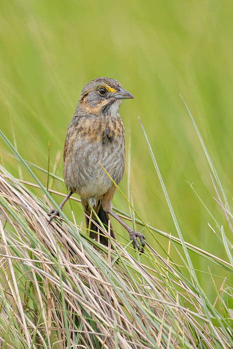 Seaside Sparrow