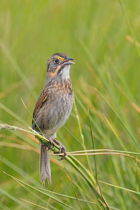 Seaside Sparrow