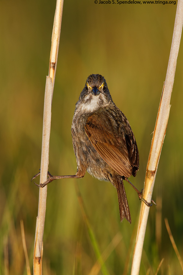 Seaside Sparrow