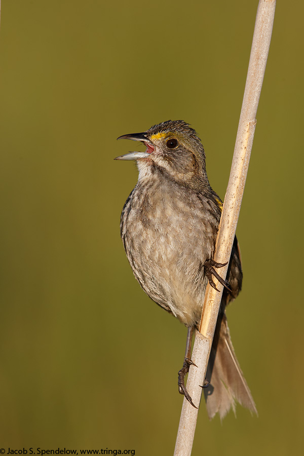 Seaside Sparrow