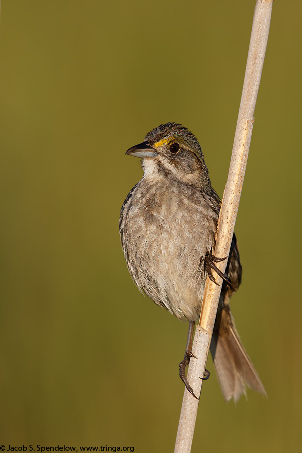 Seaside Sparrow