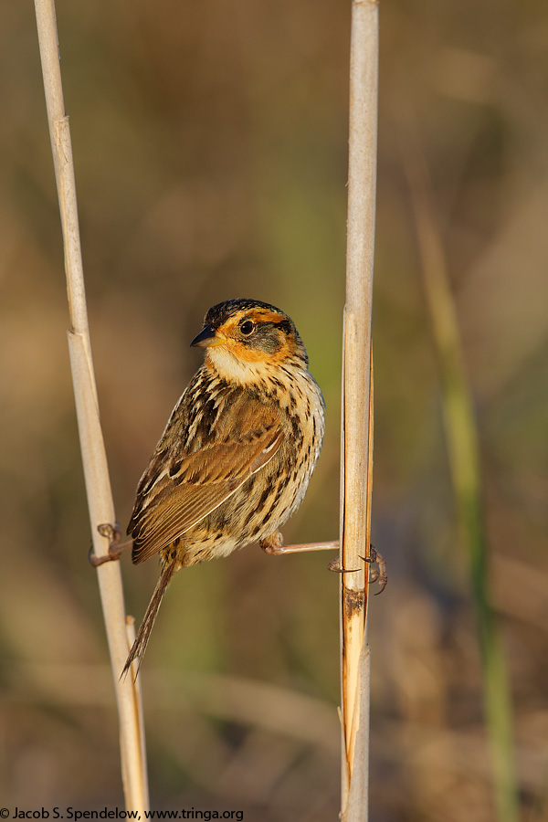 Saltmarsh Sparrow