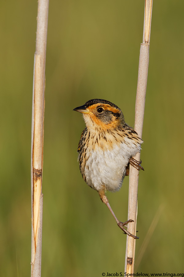 Saltmarsh Sparrow