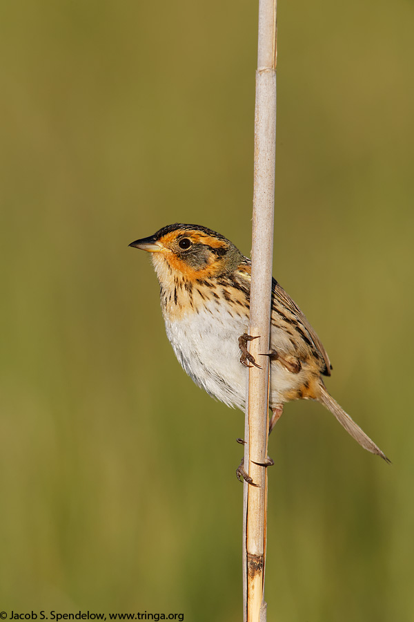 Saltmarsh Sparrow