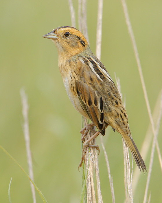 Nelson's Sparrow