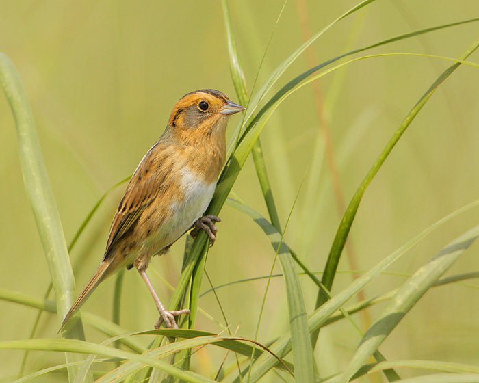 Nelson's Sparrow