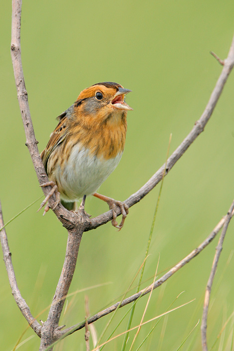 Nelson's Sparrow