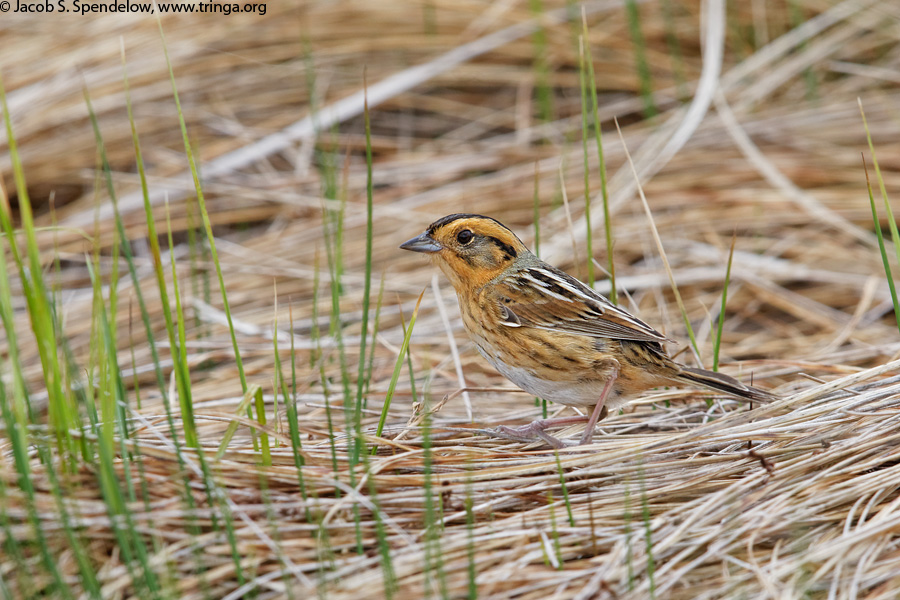 Nelson's Sparrow