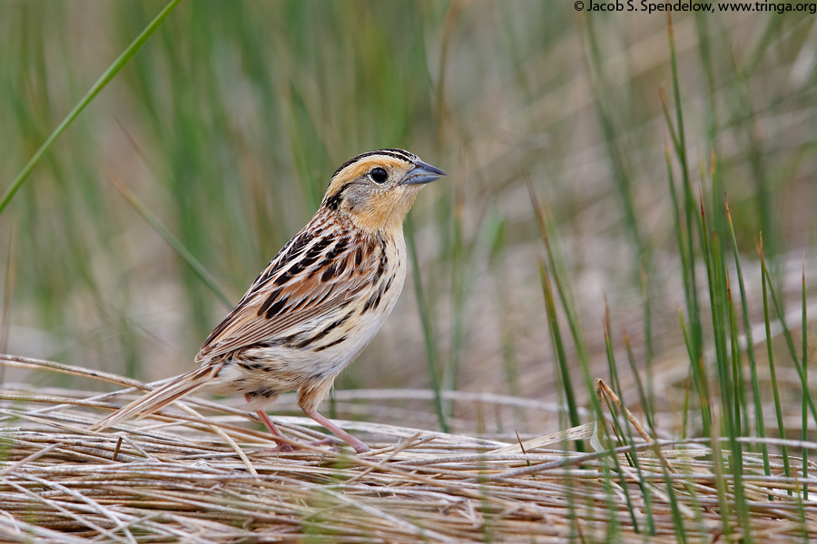 Le Contes Sparrow