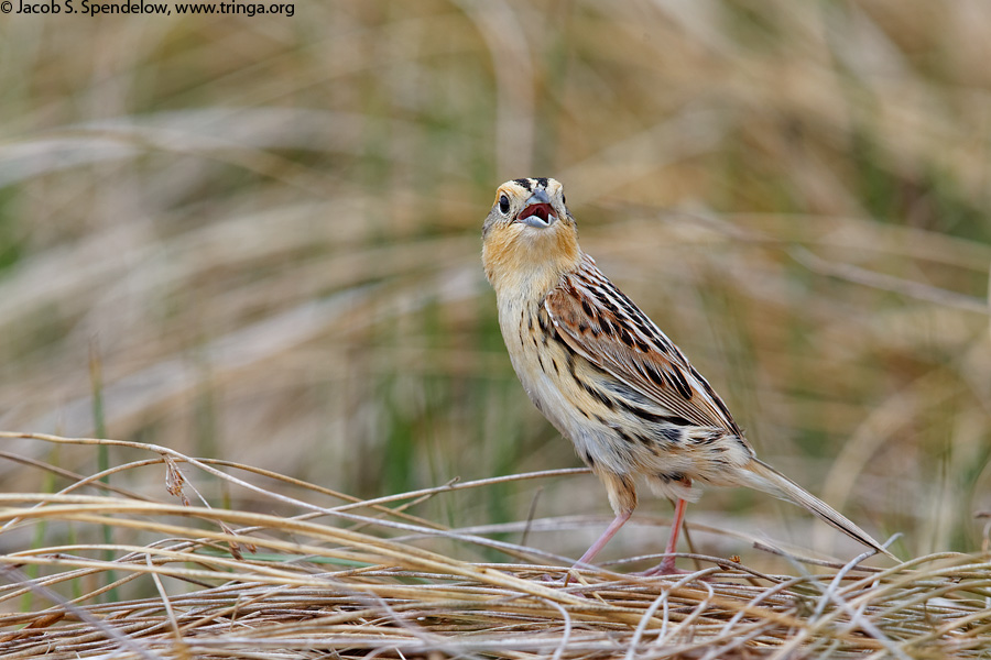 Le Conte's Sparrow