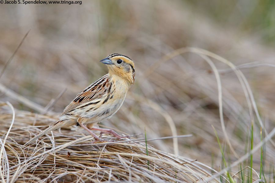 Le Conte's Sparrow