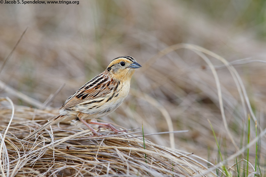 Le Conte's Sparrow