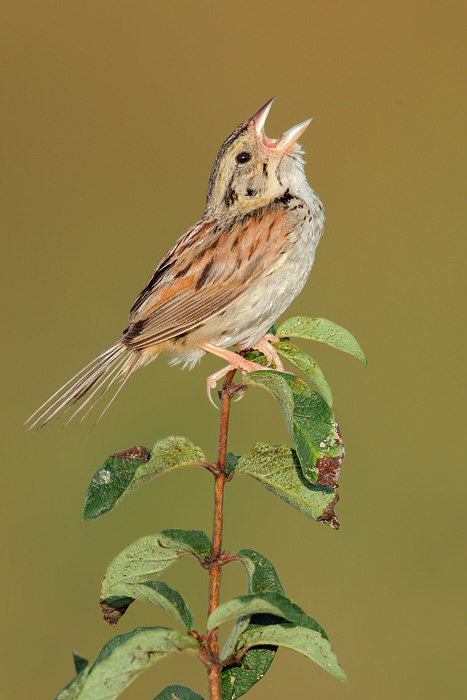 Henslow's Sparrow