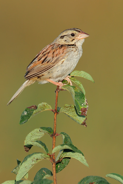 Henslow's Sparrow