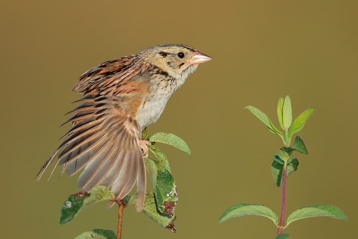 Henslow's Sparrow