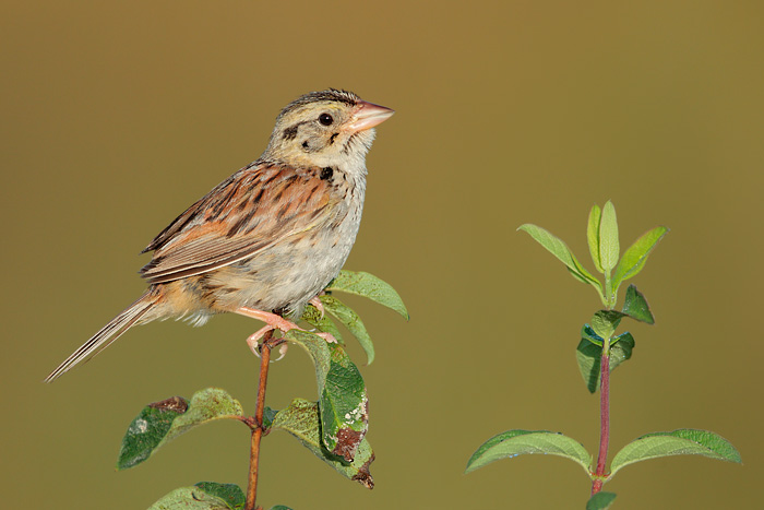 Henslow's Sparrow