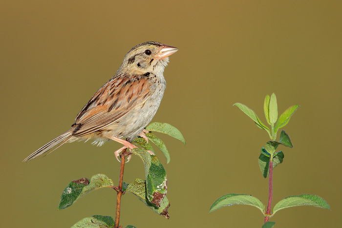 Henslow's Sparrow