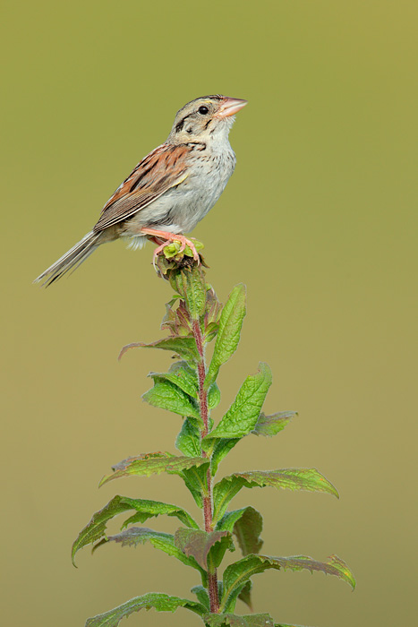 Henslow's Sparrow