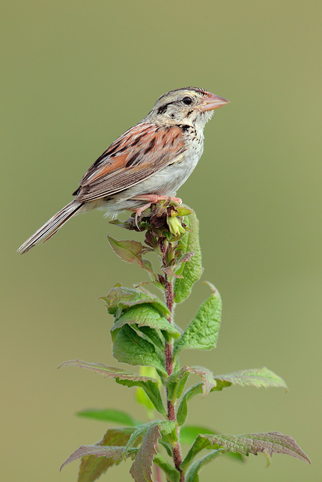 Henslow's Sparrow