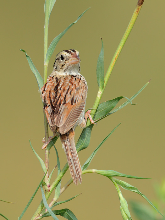 Henslow's Sparrow