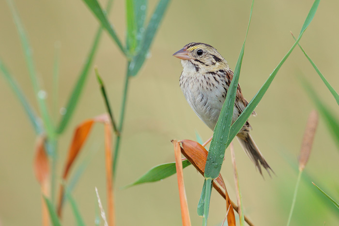 Henslow's Sparrow