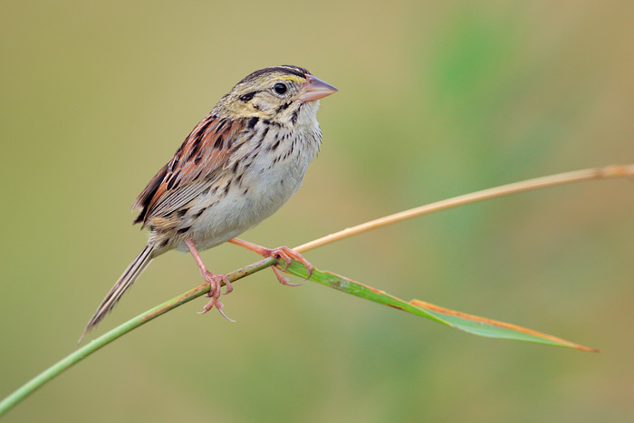 Henslow's Sparrow