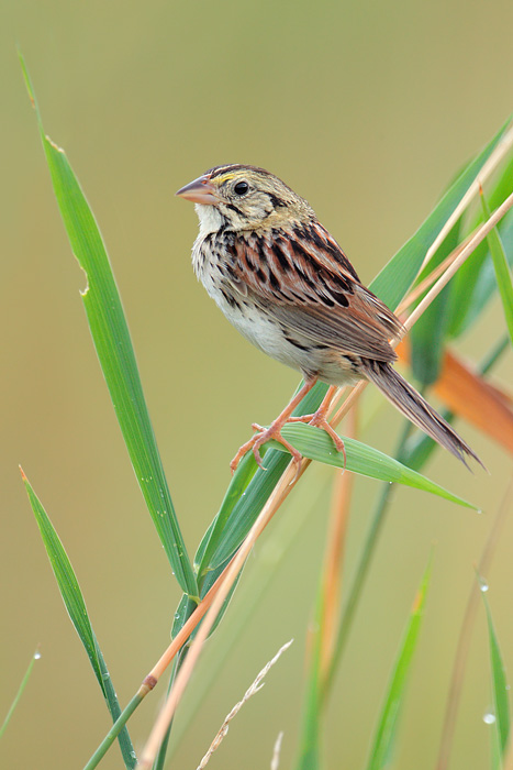 Henslow's Sparrow