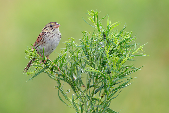 Henslow's Sparrow