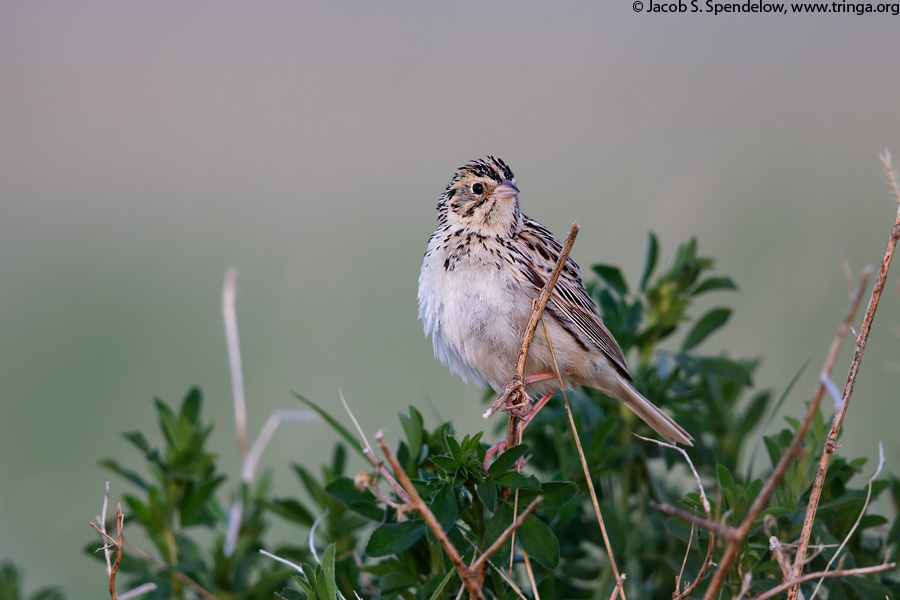 Baird's Sparrow