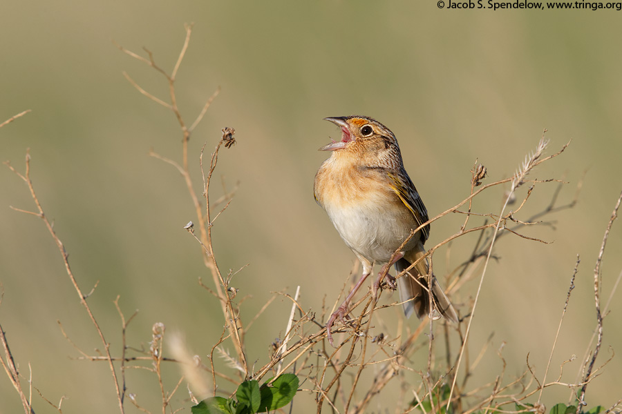 Grasshopper Sparrow