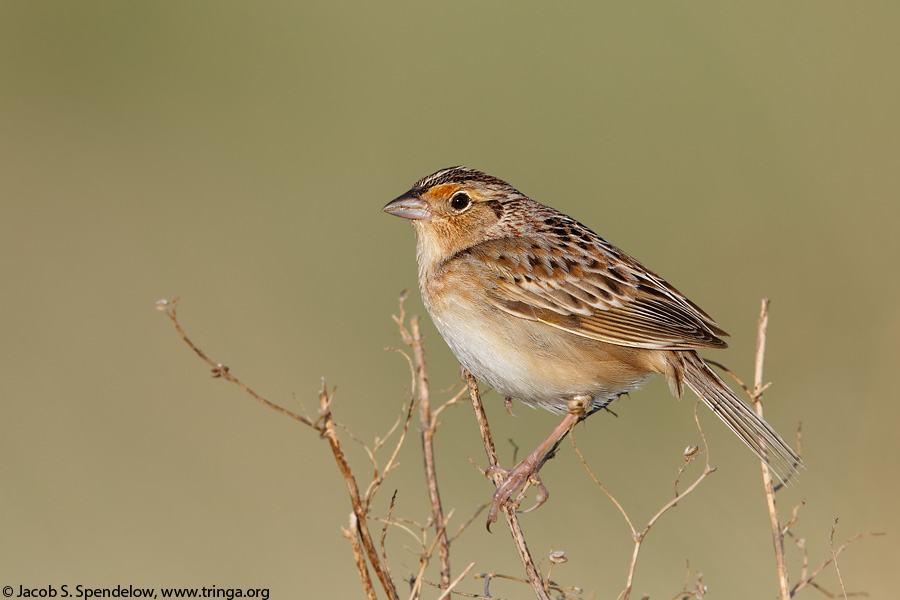 Grasshopper Sparrow