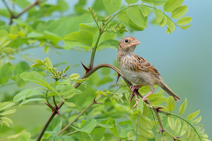 Grasshopper Sparrow