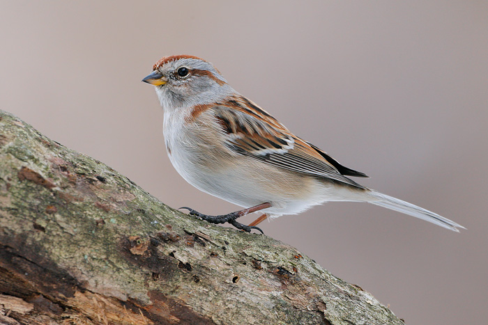 American Tree Sparrow