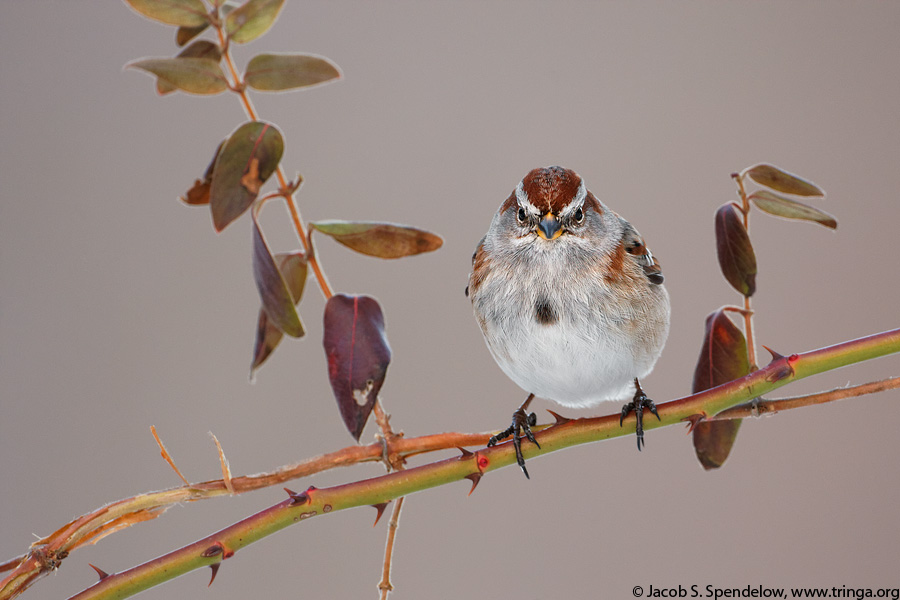 American Tree Sparrow