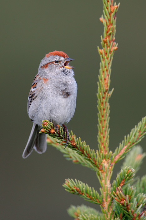 American Tree Sparrow