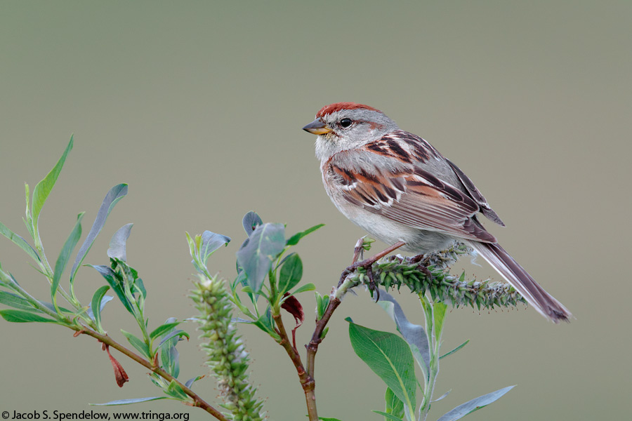 American Tree Sparrow