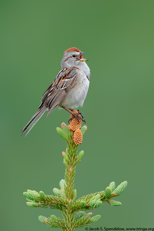 American Tree Sparrow