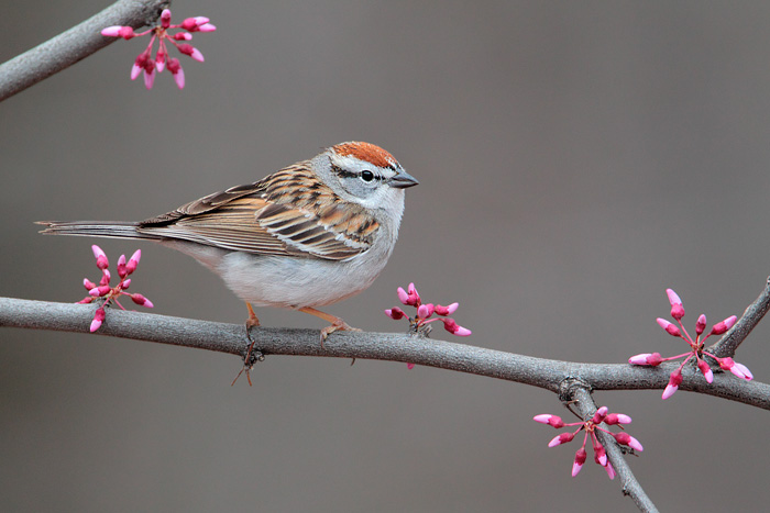 Chipping Sparrow